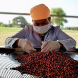 Peppercorn Box - Debut Blend